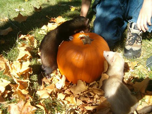 Ferrets.JPG