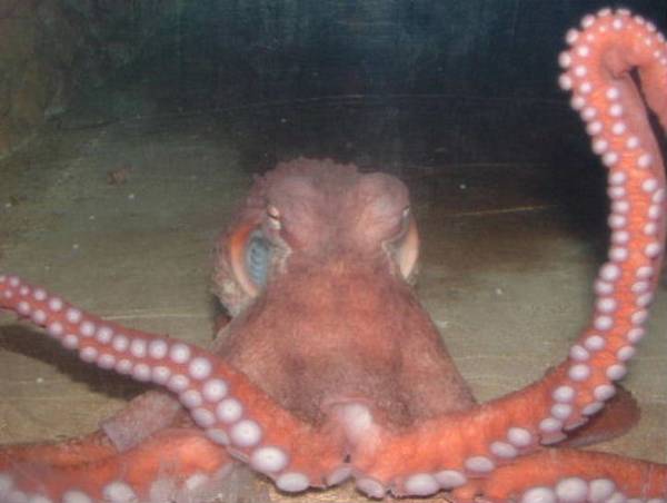 Octopus.jpg