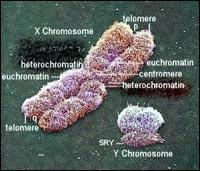 XYchromosome.jpg