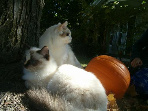 cats.JPG