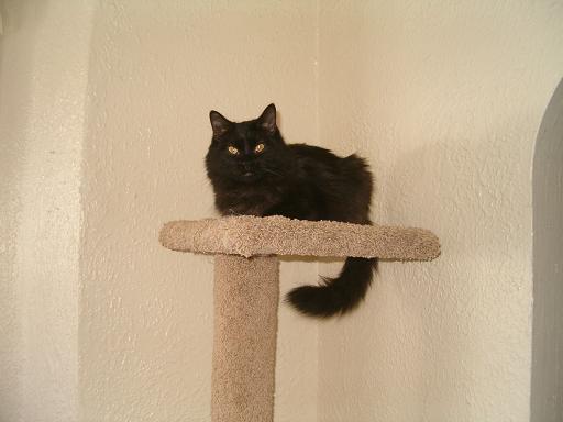 cats_2.JPG