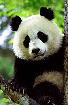 panda.jpg