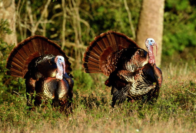 turkeys.jpg