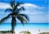 Palmtree3.jpg