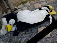 th_dead_penguin.jpg