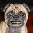 pug2.jpg