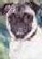 puggie.jpg