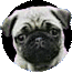 puground2.gif