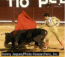 Bull_Fighting_Spain.GIF