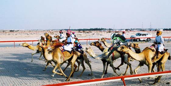 camelrace.jpg