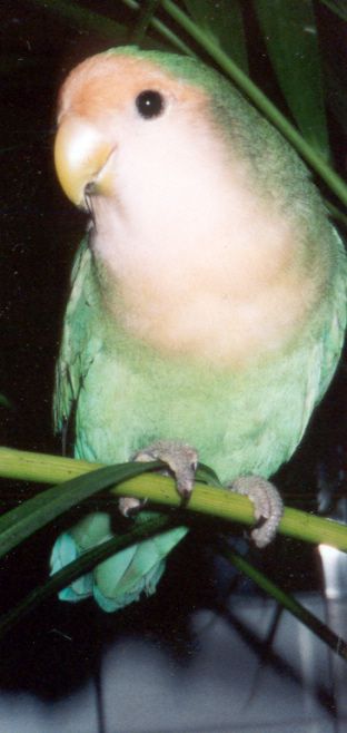 pipo2.jpg