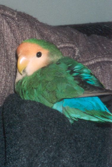 pipo3.jpg