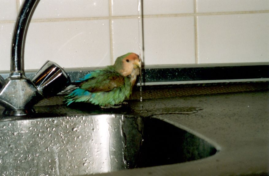 pipo4.jpg