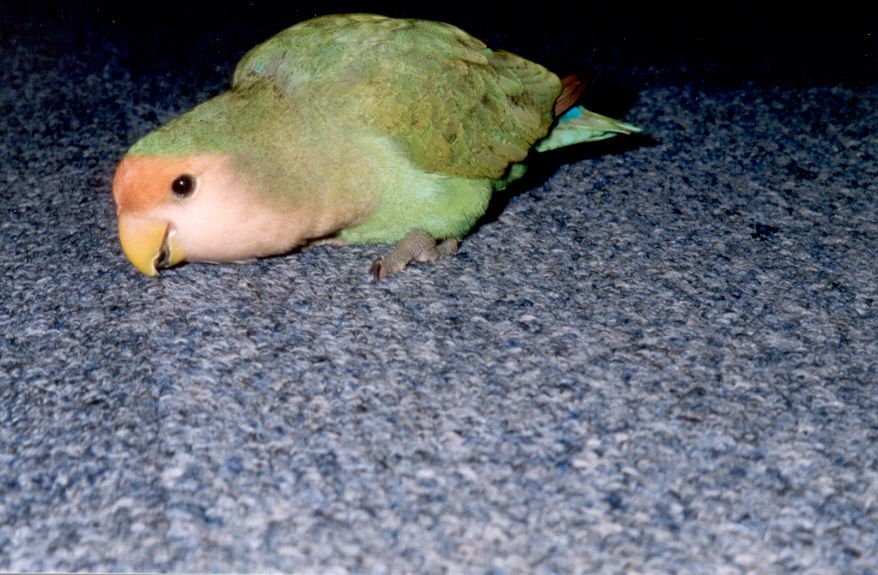 pipo5.jpg