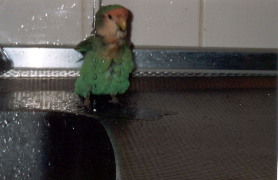 pipo7.jpg