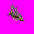 BGDemo.gif