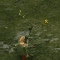 burton.gif