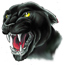 panther2.jpg