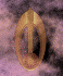 Bajor.gif