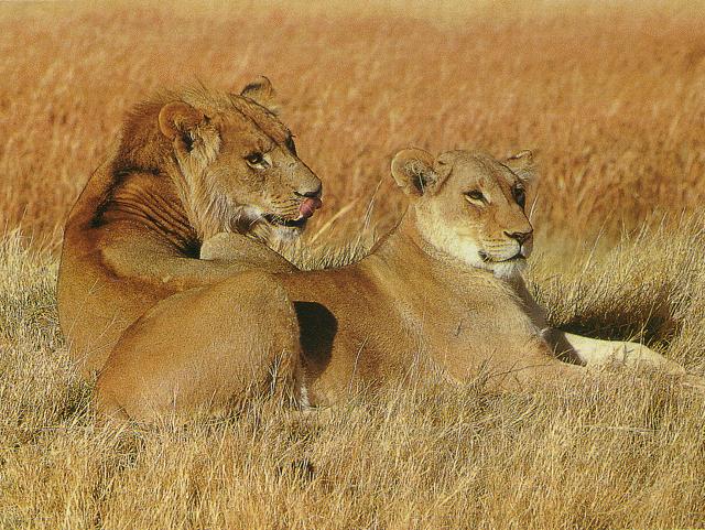 LIONS.jpg