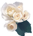 NA003822_white_roses120.jpg