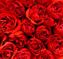 NA009031_red_roses120.jpg