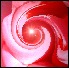 Rose.JPG