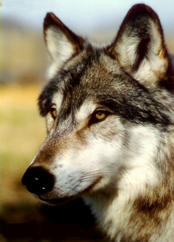 Wolf_Profile.JPG