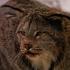 lynx.JPG