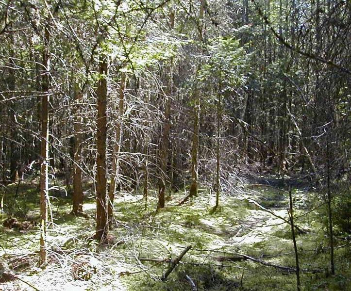 Forest1.JPG