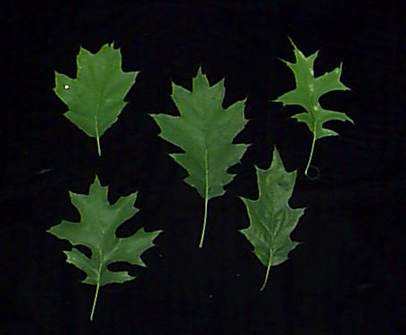 oakleaves.jpg